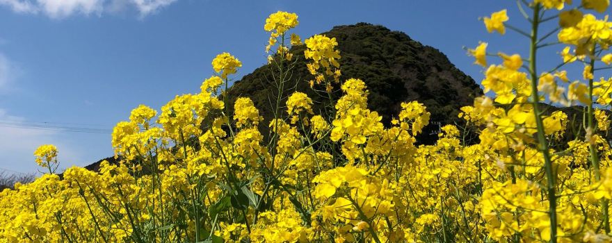 Rapeseed field of energetic farmers