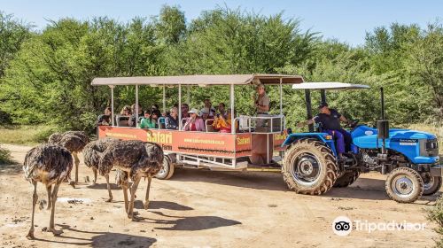 Safari Ostrich Farm