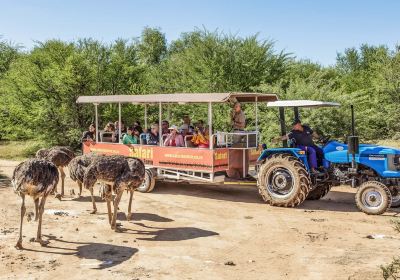 Safari Ostrich Show Farm