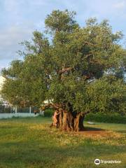 1500 Year Old Olive Tree