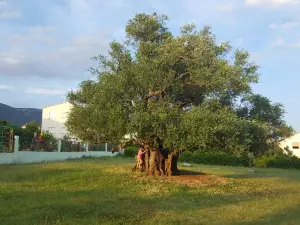 1500 Year Old Olive Tree