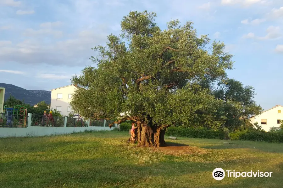 1500 Year Old Olive Tree