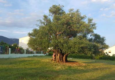 1500 Year Old Olive Tree