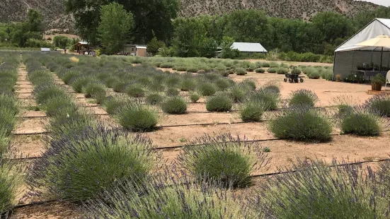 Purple Adobe Lavender Farm