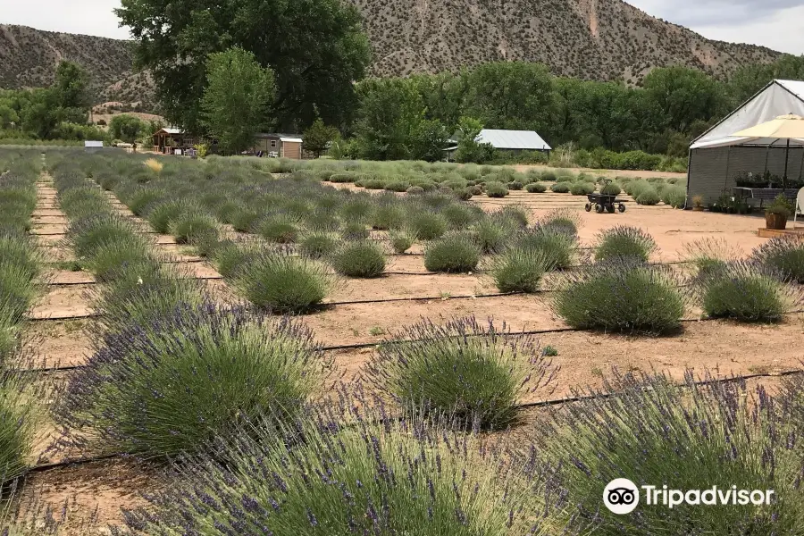 Purple Adobe Lavender Farm