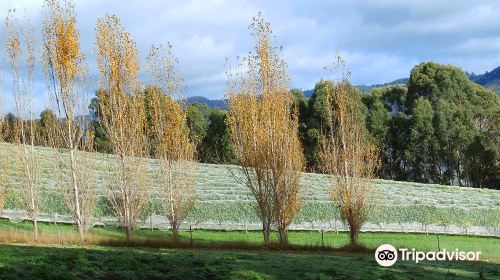 Leven Valley Vineyard