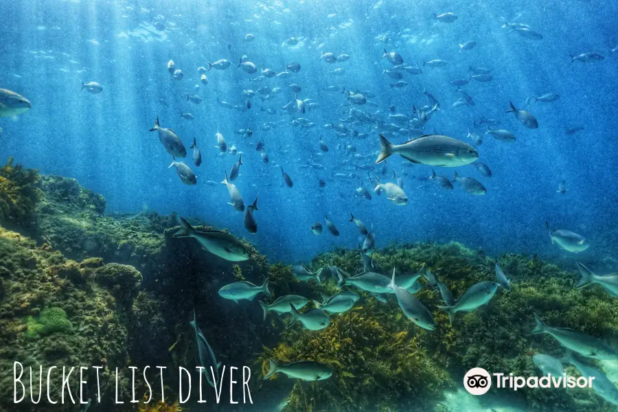 Bucket List Diver