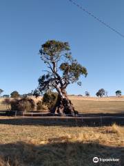 Historic Herbig Tree