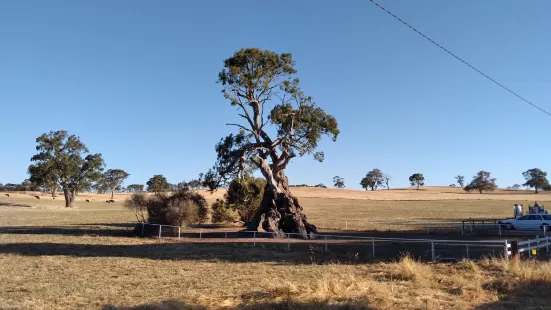 Historic Herbig Tree