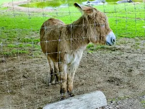 Critter Country Animal Farm