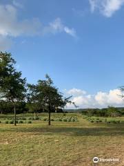 Hill Country Lavender Farm