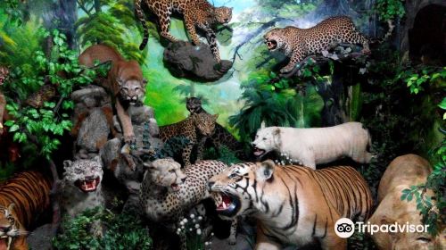 Rahmat International Wildlife Museum & Gallery