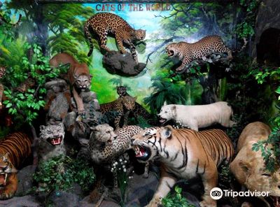 Rahmat International Wildlife Museum & Gallery