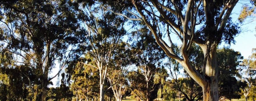 Loxton Golf Club