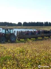 Coleman's Christmas Tree Farm