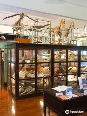 Museum of Natural History Chulalongkorn University