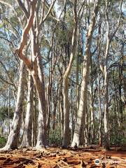 Aiea Loop Trail