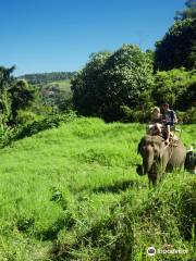 Elephant Riding Chiang Mai