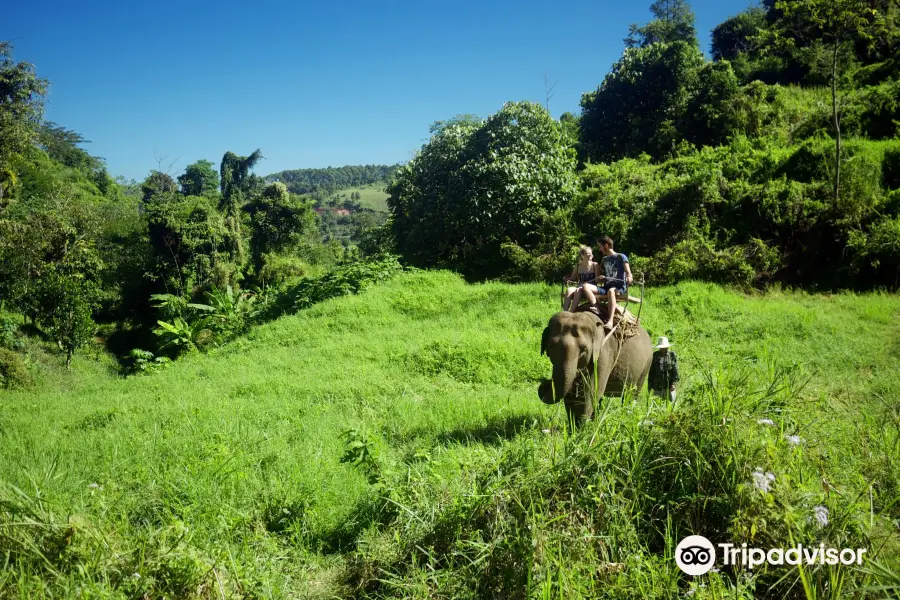 Elephant Riding Chiang Mai