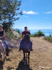Mountain Horse Adventures