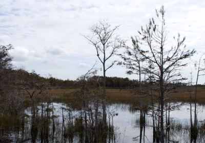 Grassy Waters Nature Preserve