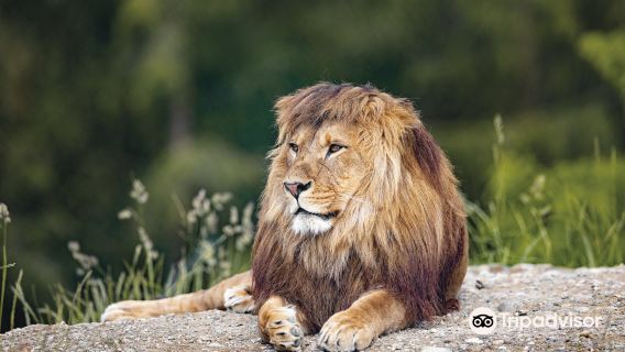 Walter Zoo