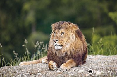 Walter Zoo
