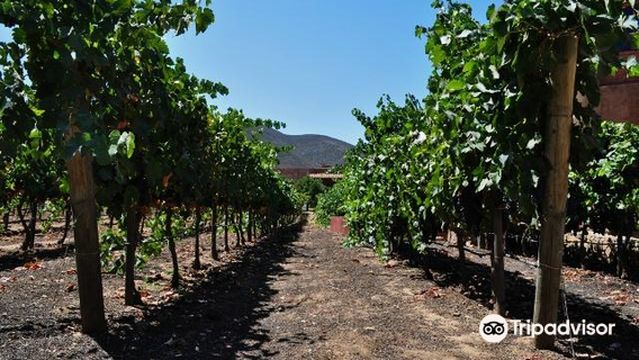 Vinisterra Vitivinicola