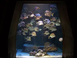 Marine Habitat at Atlantis