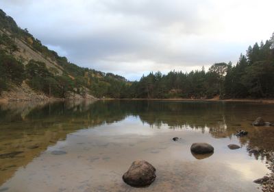 Glenmore Forest Park