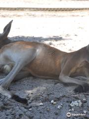 Cohunu Wildlife park