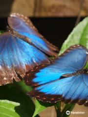 Green Hills Butterfly Ranch