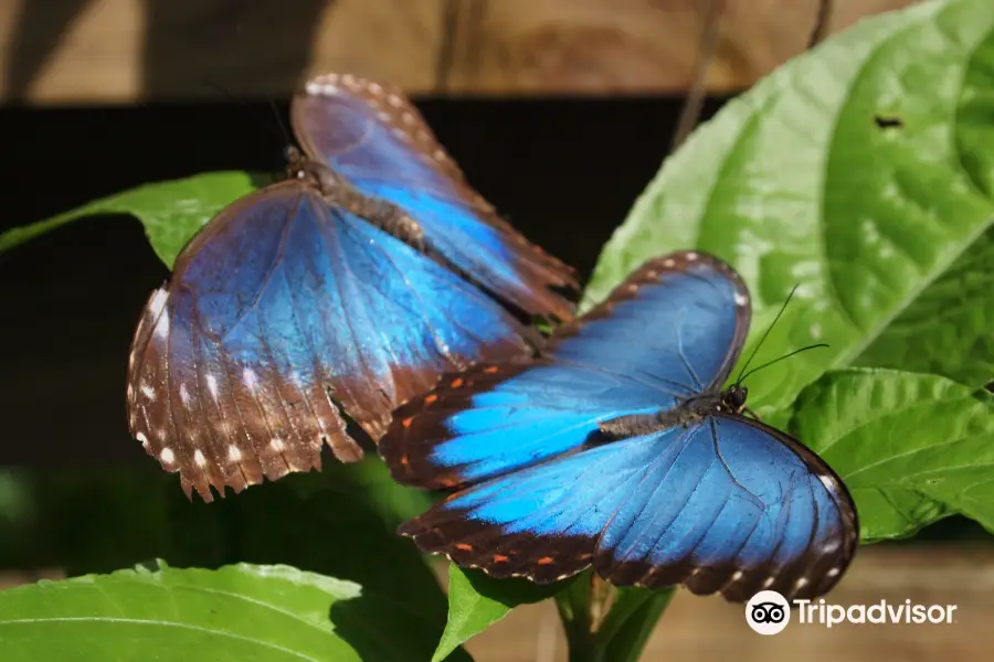 Green Hills Butterfly Ranch