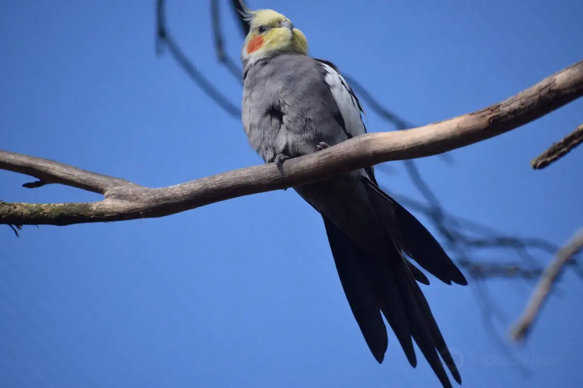 Ballarat Bird World