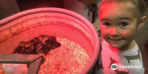 Horseshu Guest Ranch