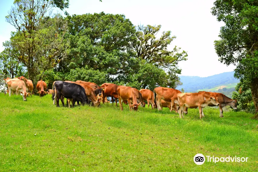 Organic Strawberry & Dairy Farm