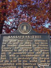 World's Largest Sassafras Tree