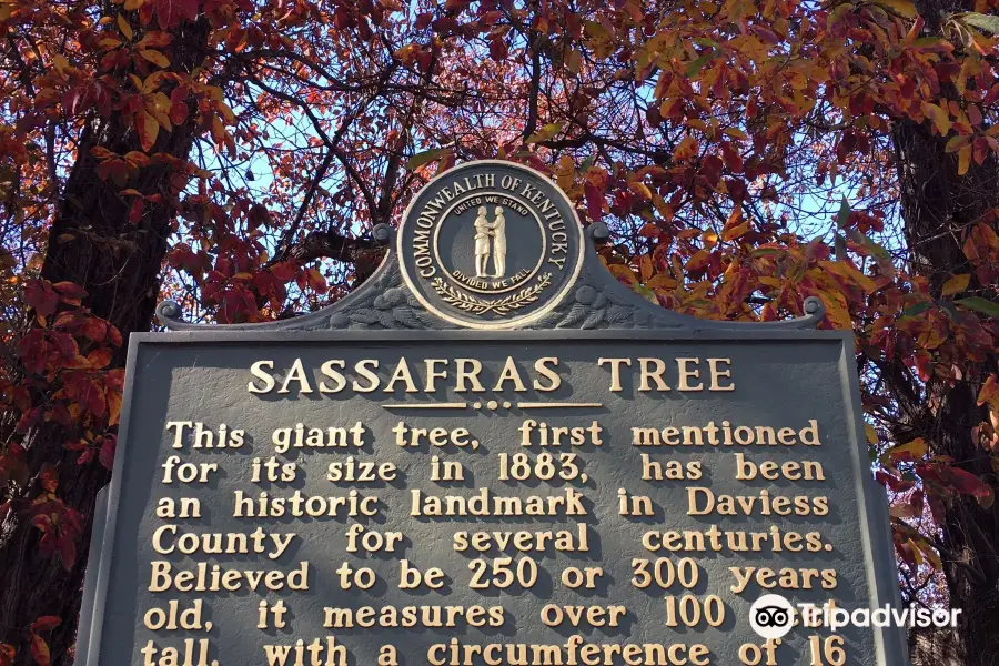 Sassafras Tree