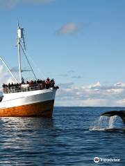 Whalesafari Andenes