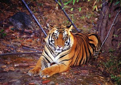 Shukla Phanta National Park