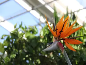 Greenhouses in the Botanical Garden