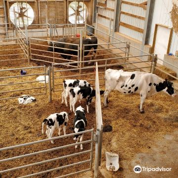 Shuler Dairy Farms