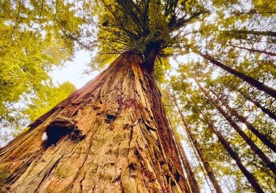 Del Norte County