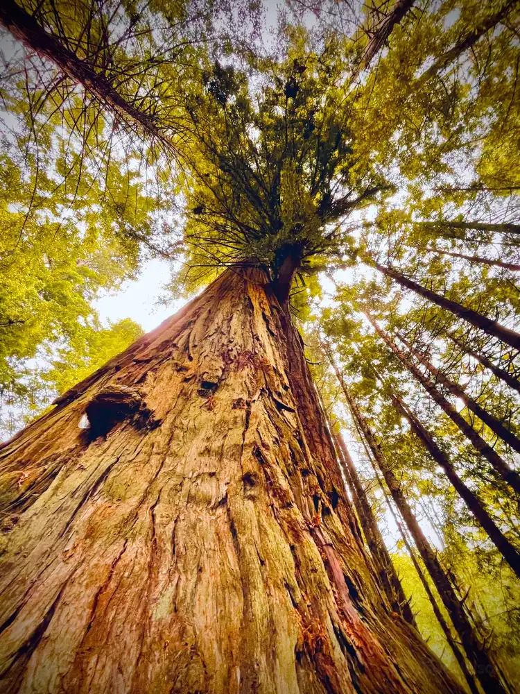 Del Norte County