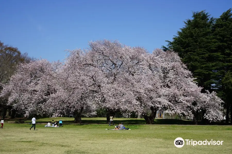 Kinuta Park