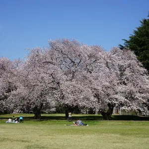 砧公園