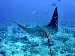Scuba Diving in Malé