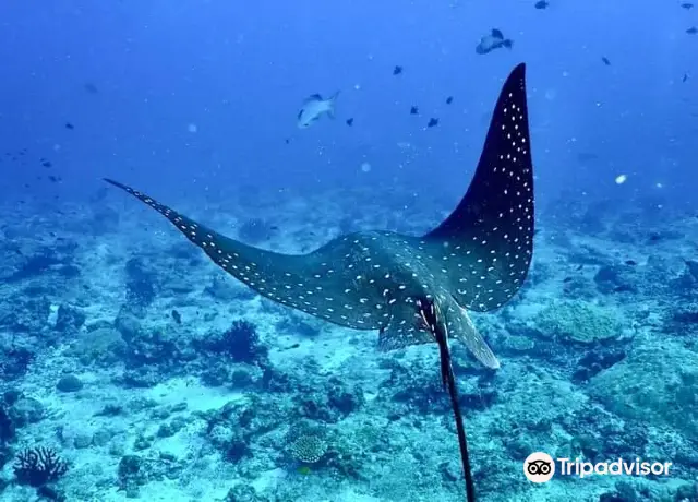 Scuba Diving in Malé