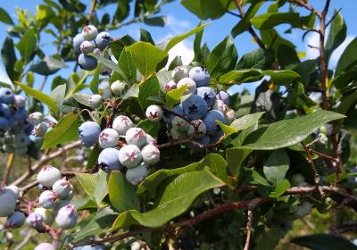 Ingalls Blueberry Hill