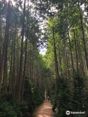 Beolyeong-ri Metasequoia Forest